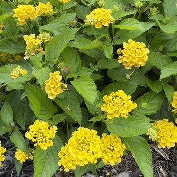 Lantana camara Bandolista&trade; 'Pineapple' (316746)