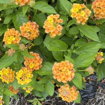 Lantana camara Bandolista&trade; '' (316747)