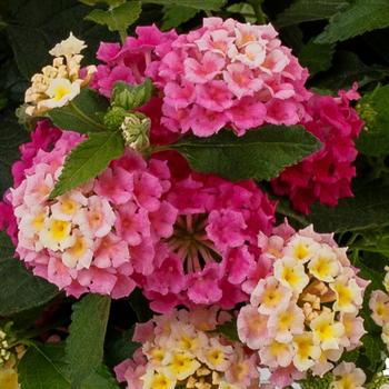 Lantana camara 'Pink Lemonberry' 