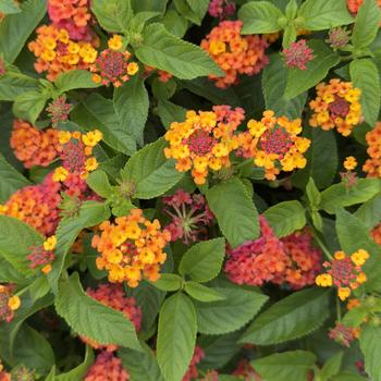 Lantana camara
