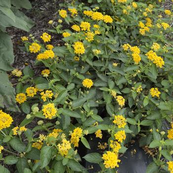 Lantana camara Landscape Bandana&reg; 'Yellow' (316753)