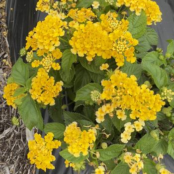 Lantana camara Landscape Bandana&reg; 'Gold Improved' (316754)