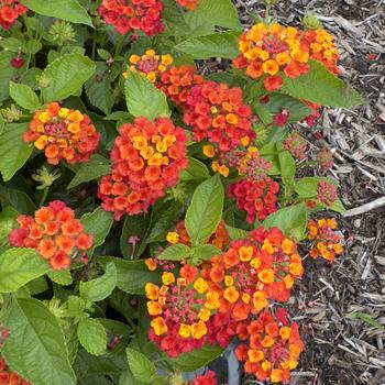Lantana camara