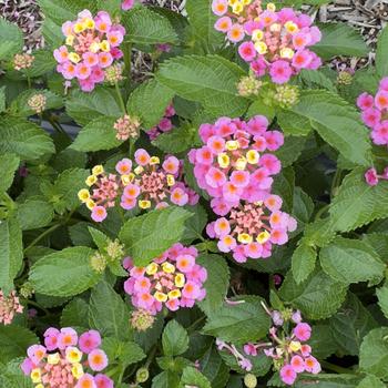 Lantana camara Bandolero&trade; Pink '' (316757)