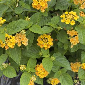 Lantana camara Bandolero&trade; '' (316758)