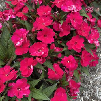 Impatiens hawkeri 'Apollo Ruby Red'