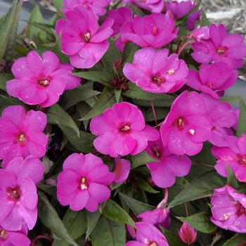 Impatiens hawkeri 'Apollo Lilac' 