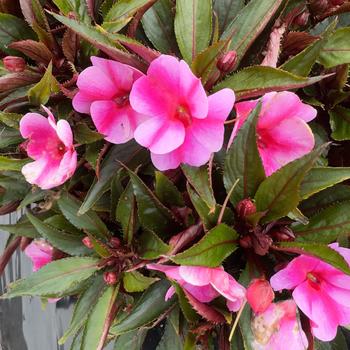 Impatiens hawkeri 'Sparta Improved' PP 26,310