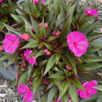 Impatiens hawkeri 'Compact Thalia'