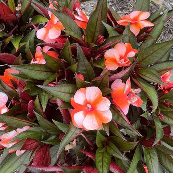 Impatiens hawkeri 'Compact Rhode' 