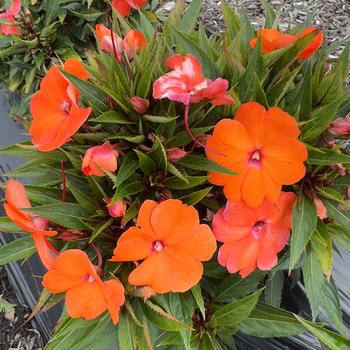 Impatiens hawkeri 'Compact Dione' 
