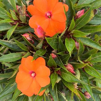 Impatiens hawkeri Odyssey&reg; 'Compact Dione' (316766)