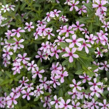 Catharanthus Soiree kawaii® 'Lilac Dream' (316767)