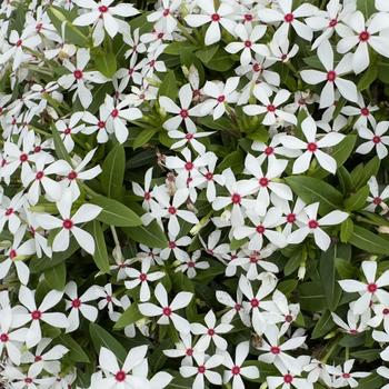 Catharanthus Soiree kawaii® 'White Peppermint' (316769)