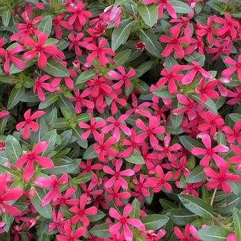 Catharanthus 'ELDSTJAMA' PPAF