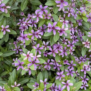 Catharanthus Soiree kawaii® '' (316772)
