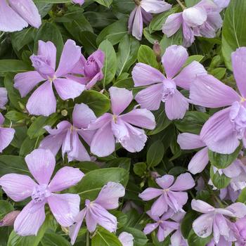 Catharanthus Soiree&reg; 'Double Orchid' (316773)