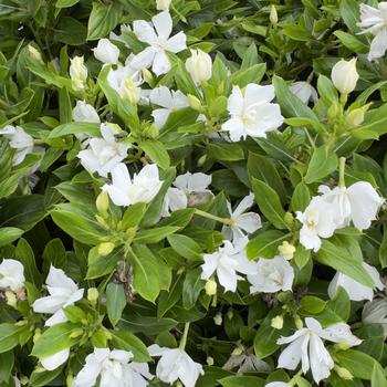 Catharanthus Soiree® 'Double Pure White' (316774)