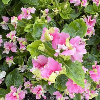Catharanthus Soiree&reg; Flamenco '' (316779)