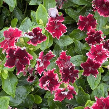 Catharanthus Soiree® Flamenco '' (316780)