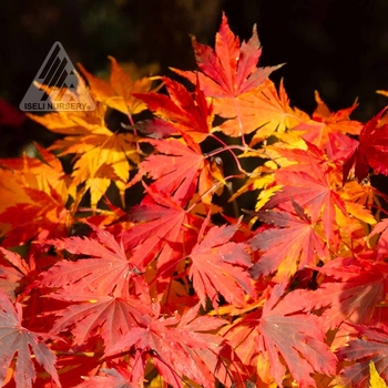 Acer x pseudosieboldianum 'Arctic Jade&reg;' PP25,789