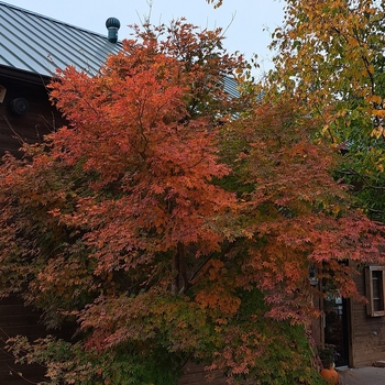 Acer x pseudosieboldianum 'IsINW' 