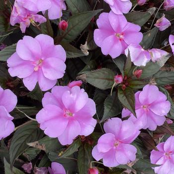 Impatiens SunPatiens&reg; Compact '' (316805)