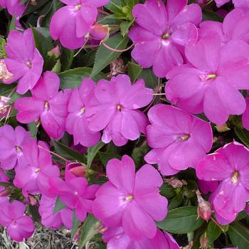 Impatiens 'SAKIMP063' 