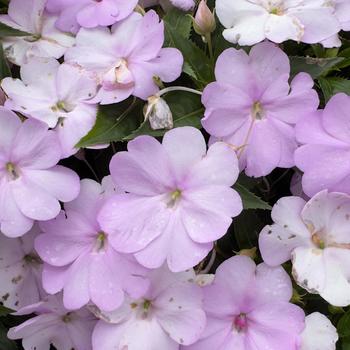 Impatiens 'SAKIMP054' 