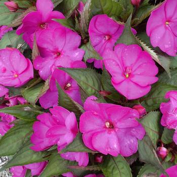 Impatiens SunPatiens® Compact '' (316818)