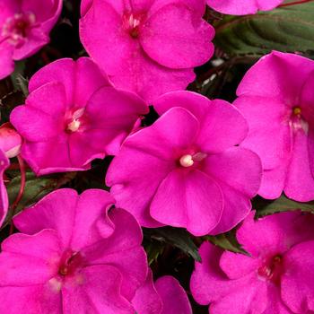 Impatiens 'SAKIMP044' 