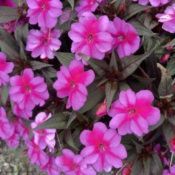 Impatiens 'SAKIMP071' PP22774P2