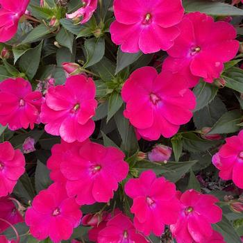 Impatiens 'SAKIMP059' US10,638,693