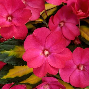 Impatiens 'SAKIMP037' PP28027