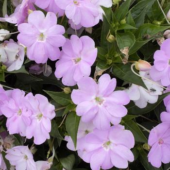 Impatiens 