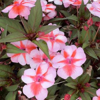 Impatiens 