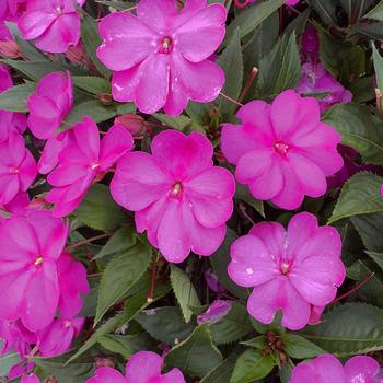 Impatiens SunPatiens&reg; '' (316828)