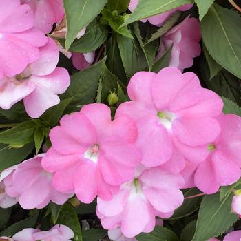 Impatiens 