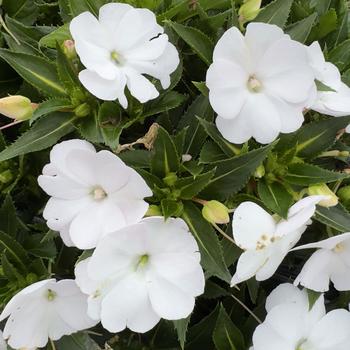 Impatiens hawkeri 'White Cloud' 