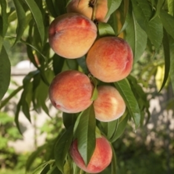 Prunus persica 'June Gold'