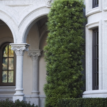 Podocarpus macrophyllus