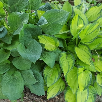 Hosta 'Lakeside Rhapsody'