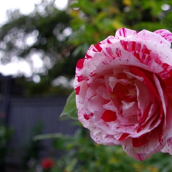Rosa 'WEKgobnez' PP20936