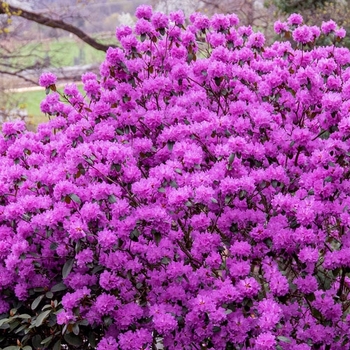 Rhododendron 'PJM Elite Star' 