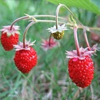 Fragaria chiloensis