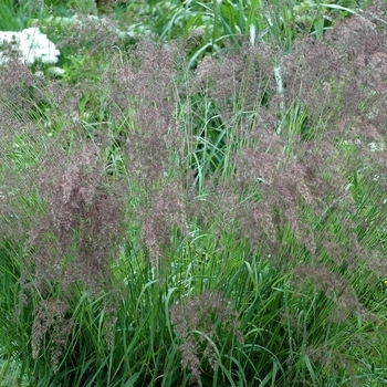 Calamagrostis acutiflora 'Waldenbuch' 