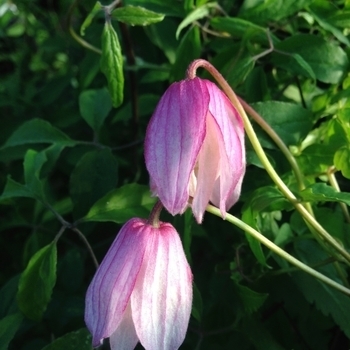 Clematis alpina 'Frances Rivis' 