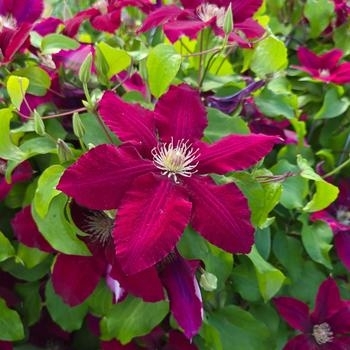 Clematis 'Cardinal Wyszynski' 