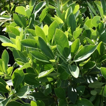 Illicium parviflorum 'Forest Green' 