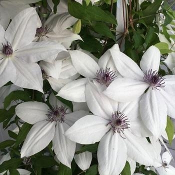 Clematis 'Fragrant Star' USPP29522P2